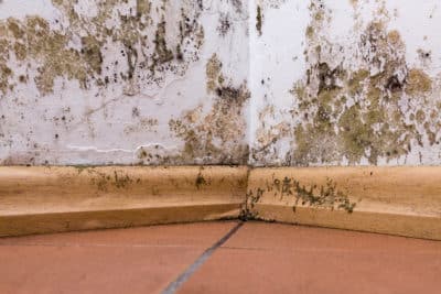 Mold and moisture buildup on corner wall of a house